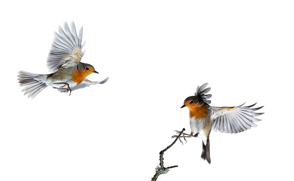 Two robins in flight, one landing on a bare twig
